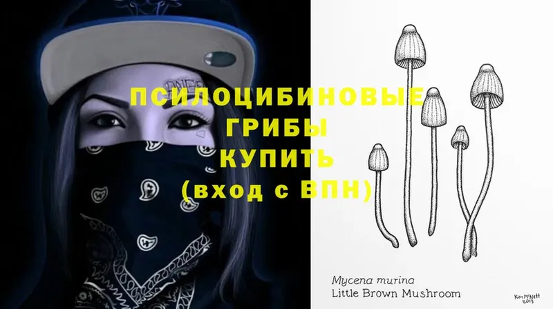 Галлюциногенные грибы Psilocybine cubensis  kraken онион  Костерёво 